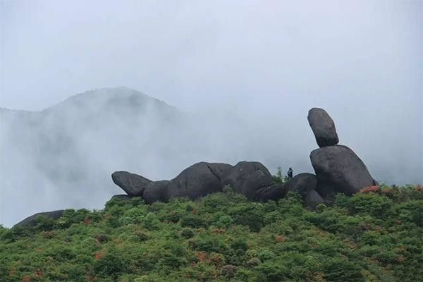 铜鼓大沩山风景区介绍 杜鹃花观赏